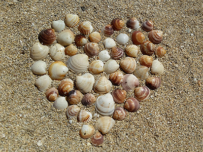Shell hearts